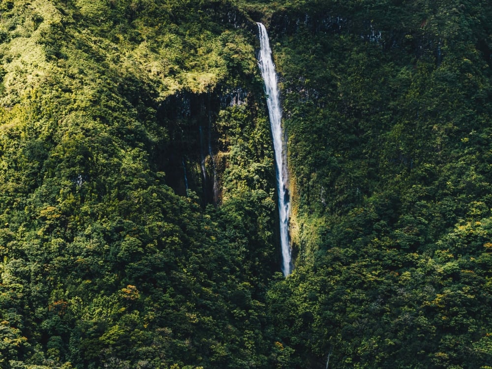 a waterfall amongst a forest of trees