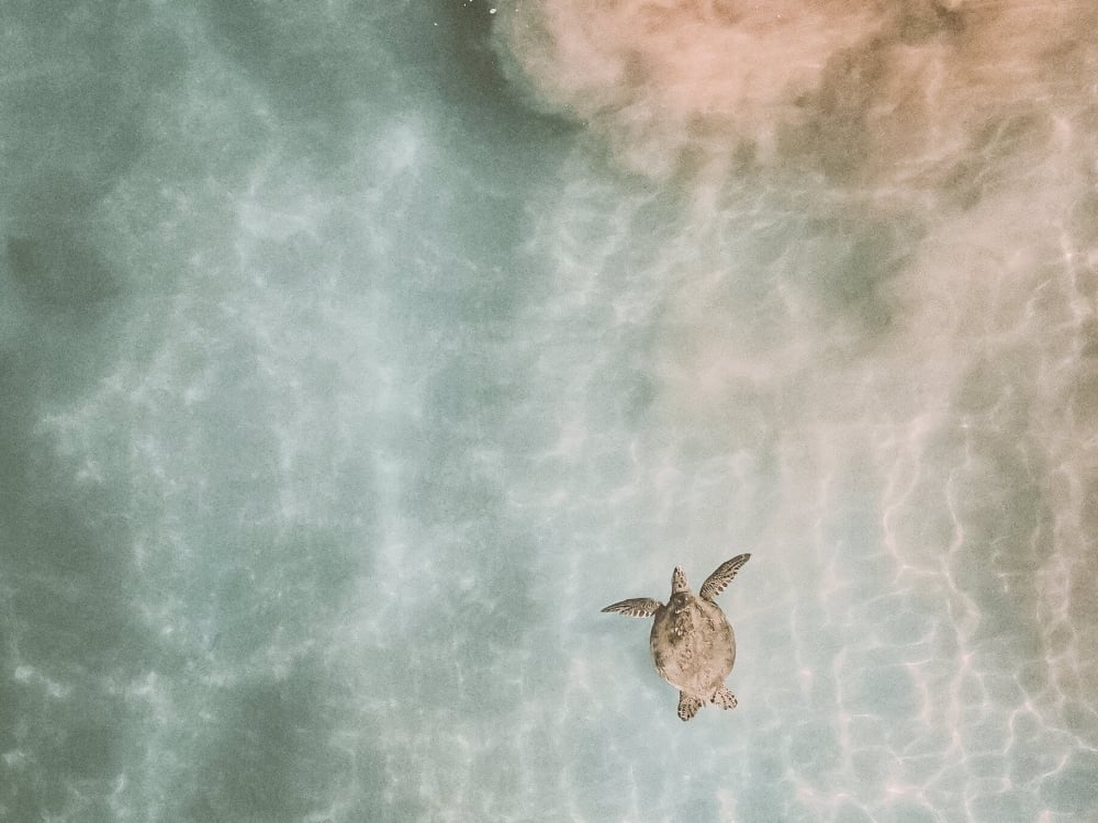 aerial view of a turtle swimming under the water