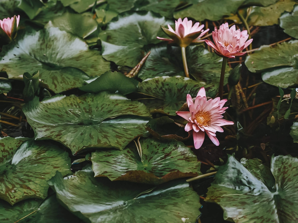 a bunch of lilipads with a bright pink flowers sit on top of the water