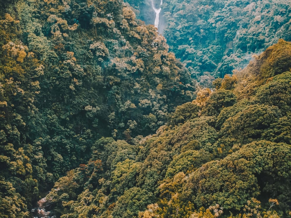 a waterfall amongst a forest of trees