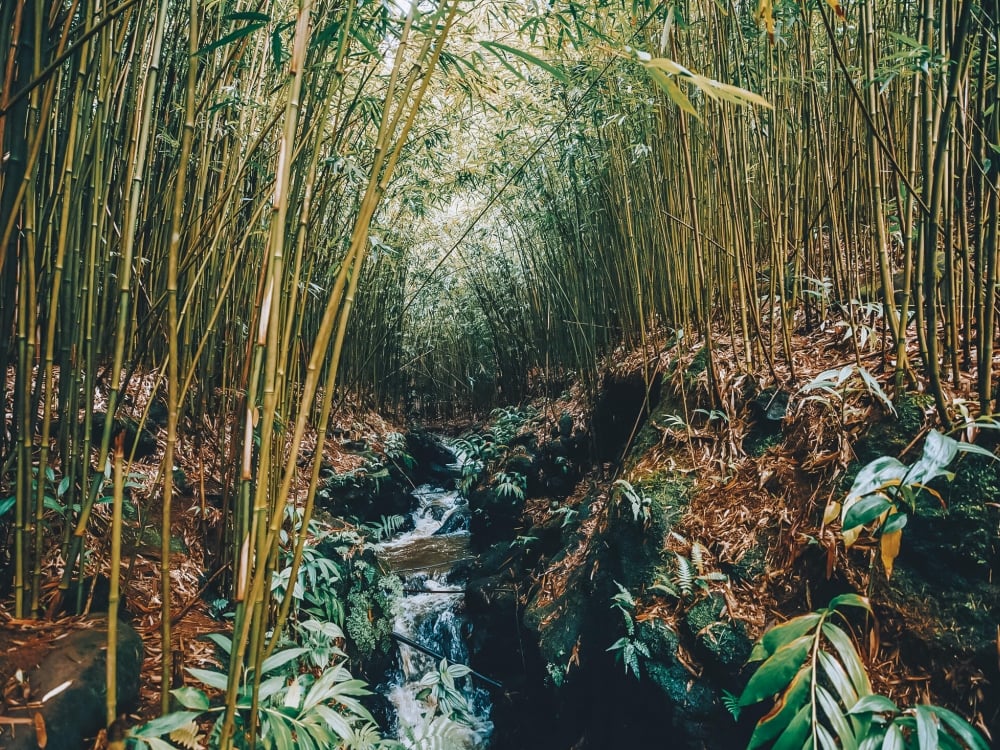 forest of bamboo with small river running through the trees