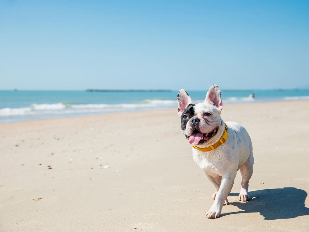 a small white and black dog with a yellow collar walks along the beach