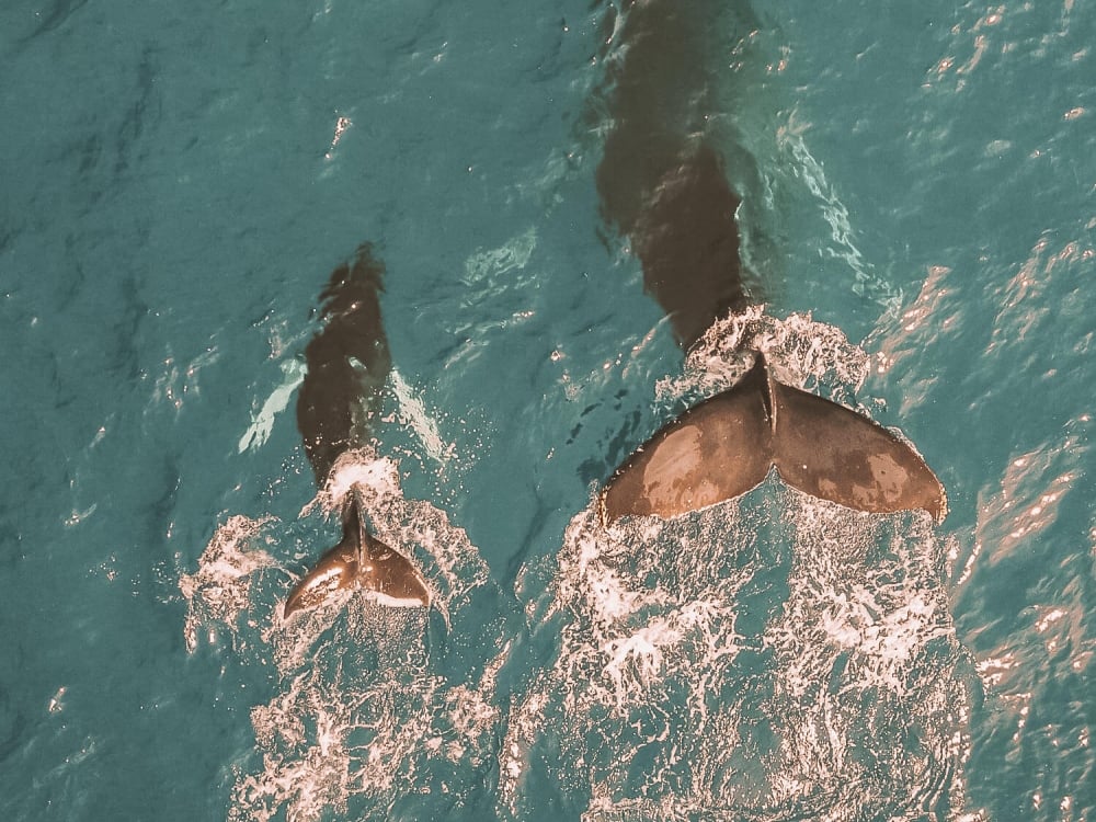 two tales of whales are visible above the top of the ocean water