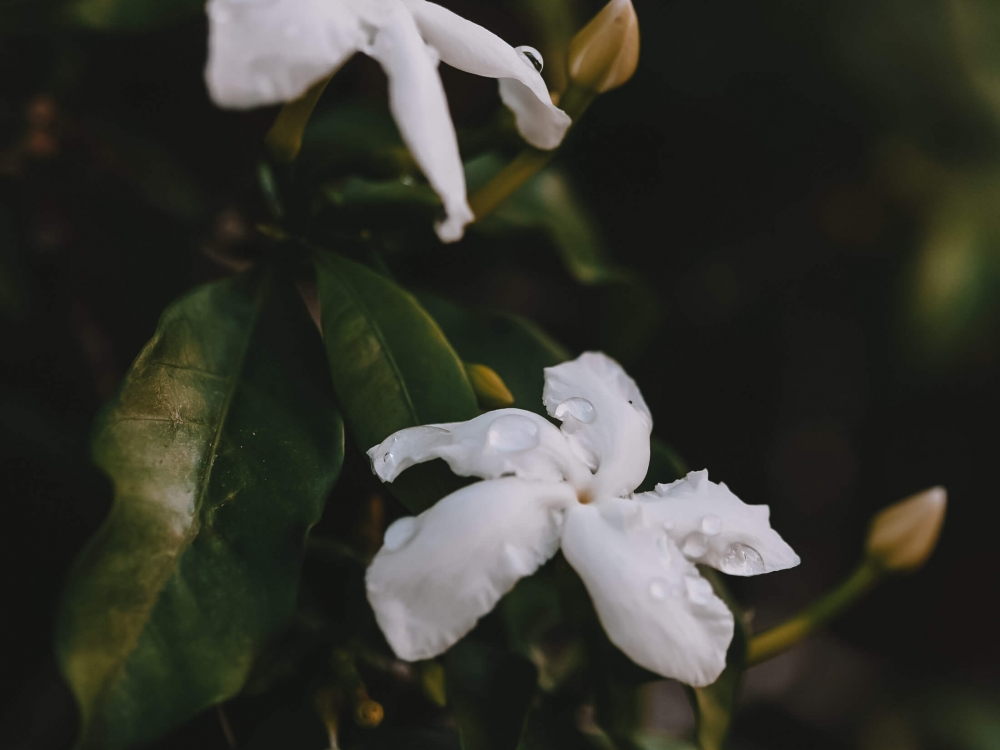 two white flowers 