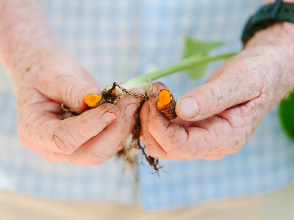 outheld hands display seeds pulled from stems of leaves held in other hand