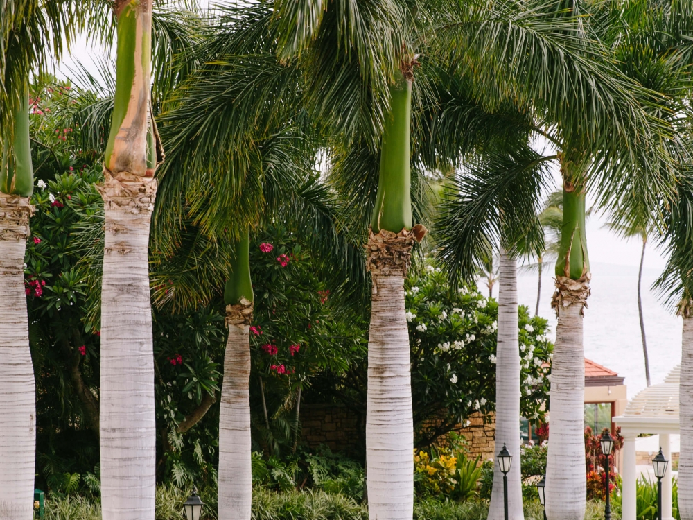 couple walk along pathway lined with palm trees