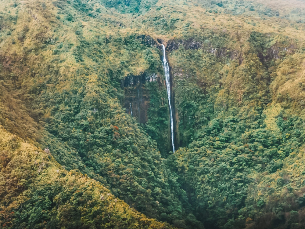 a waterfall amongst a forest of trees