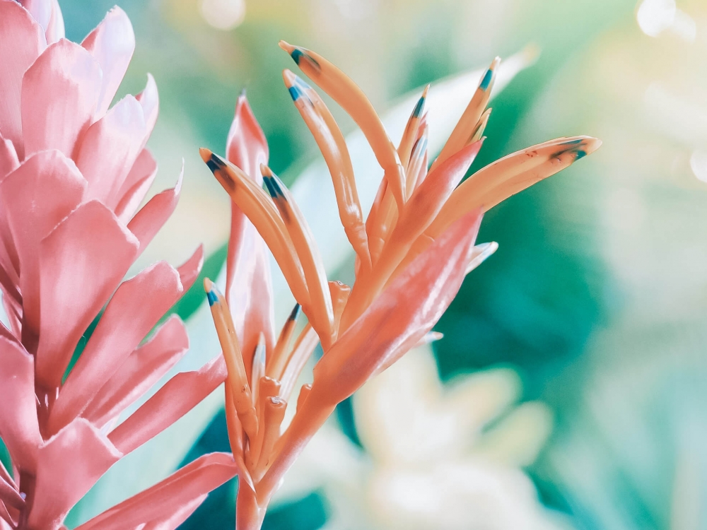 close up of pink and orange flowers