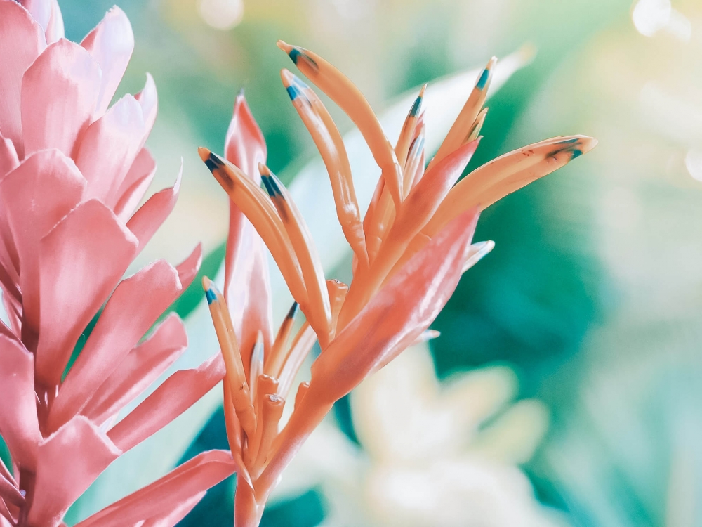 close up of pink and orange flowers