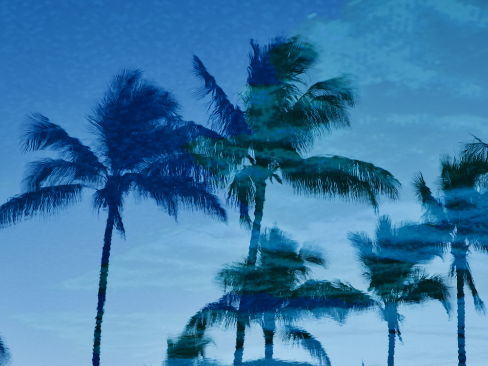 grand wailea palm trees