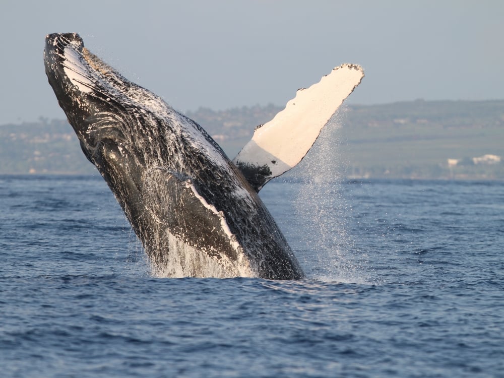 whale breach maui