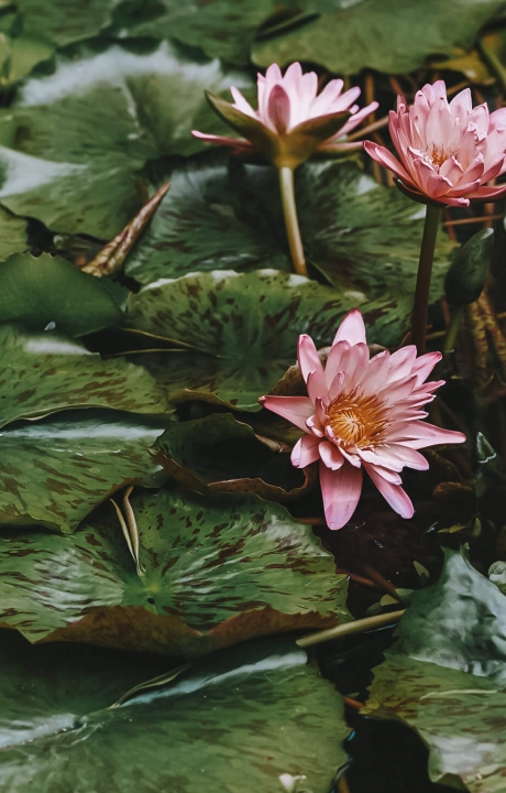 a bunch of lilipads with a bright pink flowers sit on top of the water