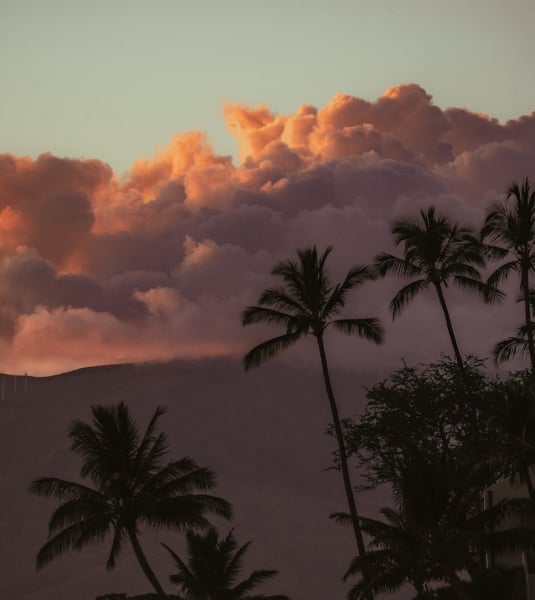 Fluffy orange clouds cresting over a palm tree-lined horizon