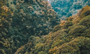 a waterfall amongst a forest of trees