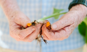 outheld hands display seeds pulled from stems of leaves held in other hand 