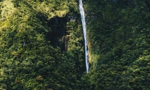 a waterfall amongst a forest of trees