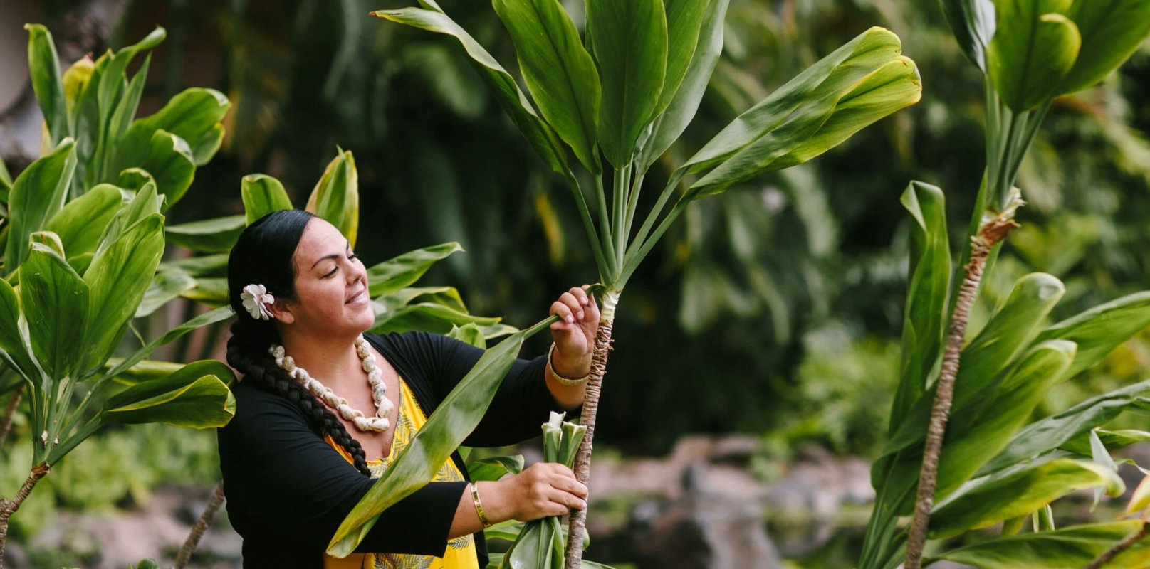 a woman dressed in yellow pulls a long leaf away from the plant 