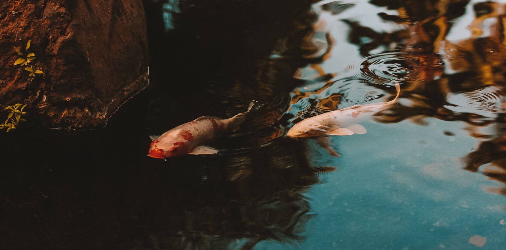 two orange fish swim below the surface of the water