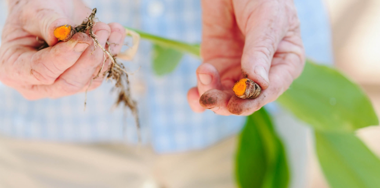 outheld hands display seeds pulled from stems of leaves held in other hand 