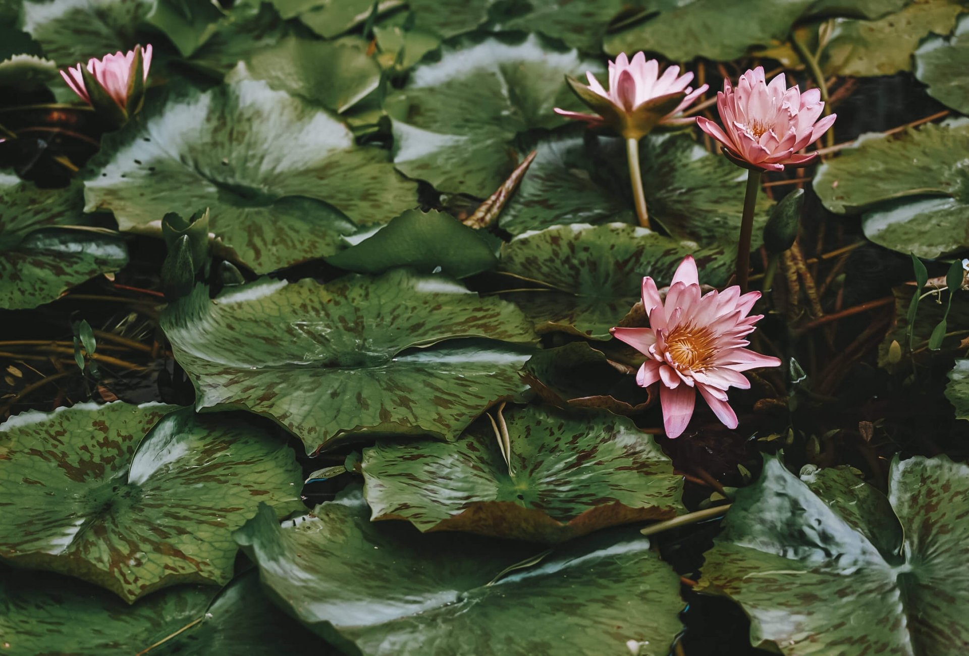 a bunch of lilipads with a bright pink flowers sit on top of the water