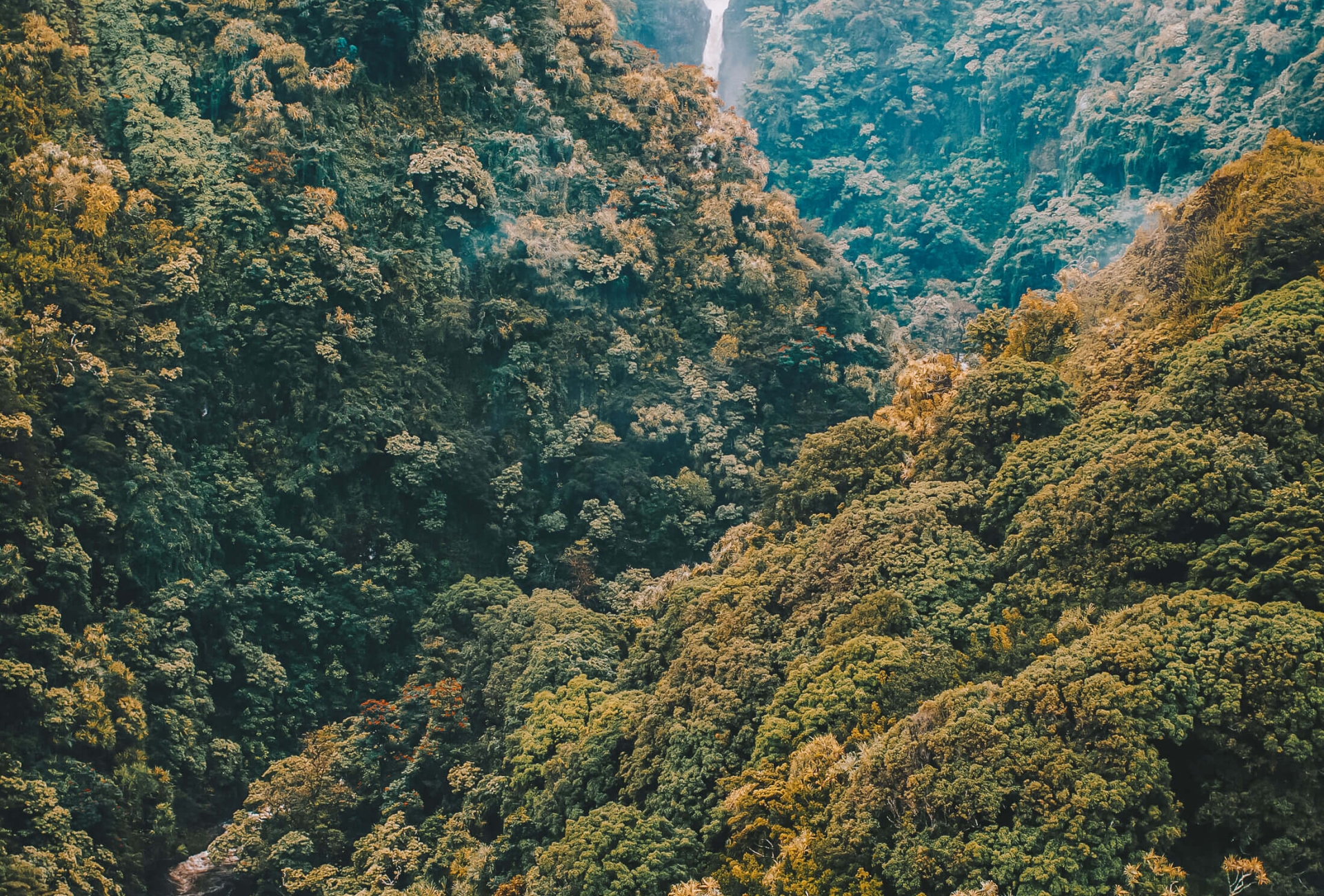 a waterfall amongst a forest of trees