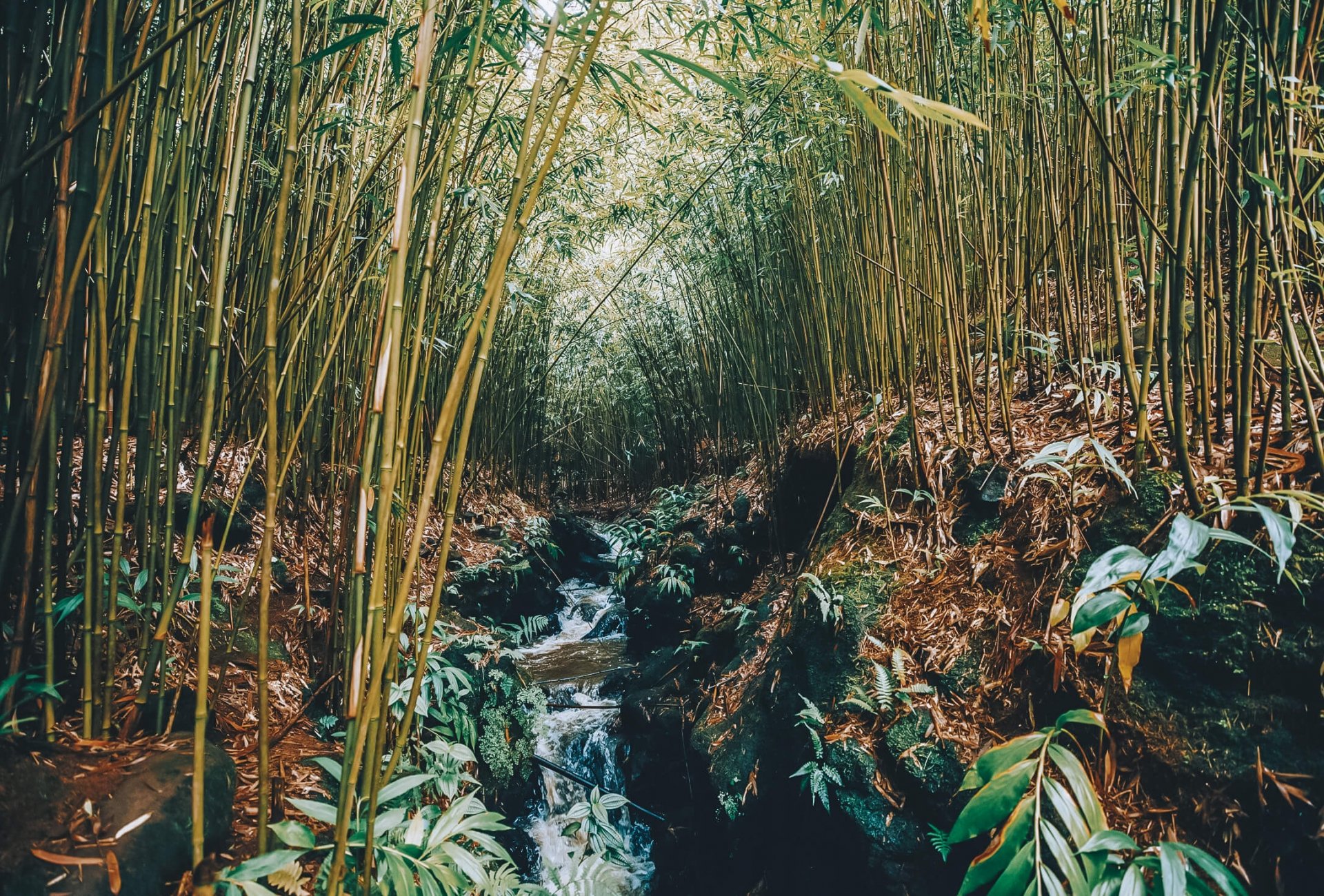 forest of bamboo with small river running through the trees