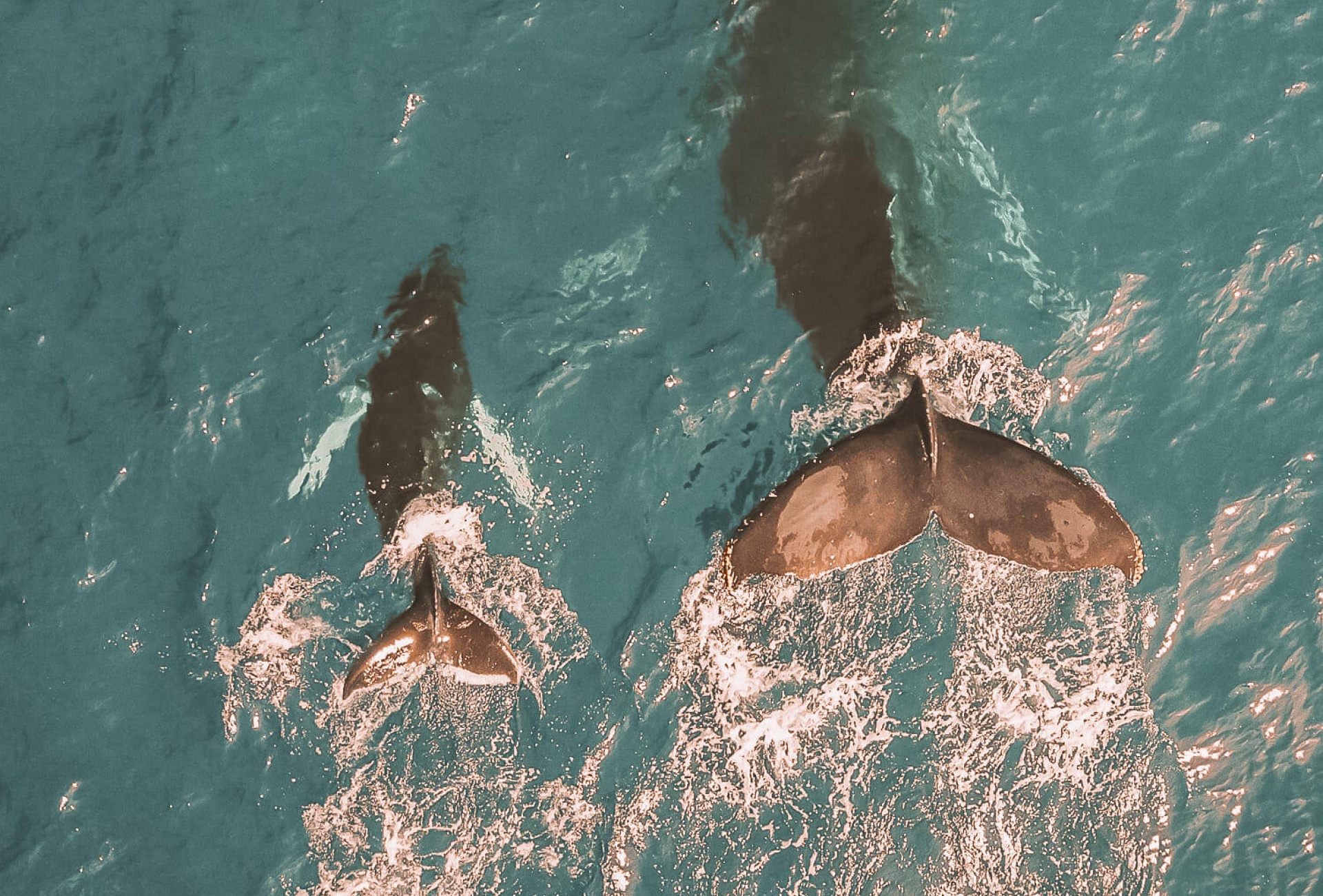 two tales of whales are visible above the top of the ocean water