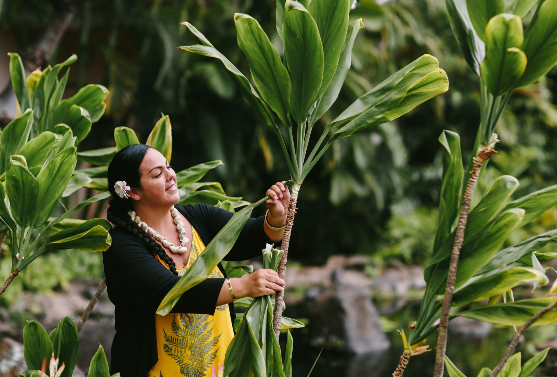 A woman dressed in yellow pulls a long leaf away from the plant 