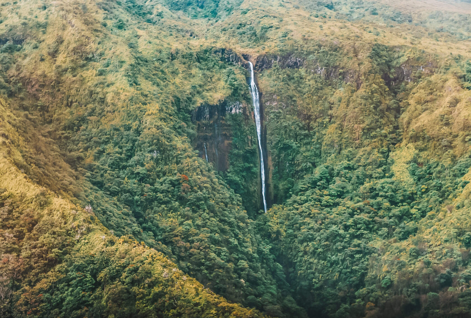 a waterfall amongst a forest of trees