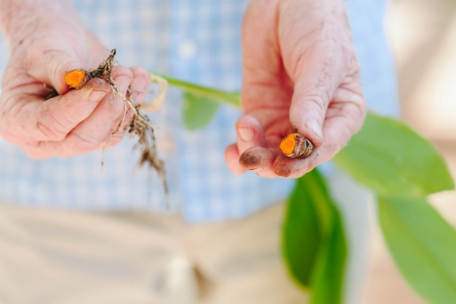 outheld hands display seeds pulled from stems of leaves held in other hand 