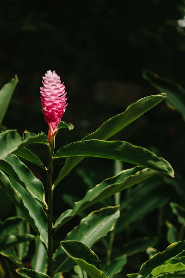 blooming hibiscus